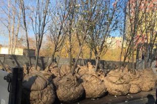 На Солнечном проезде в Тюмени приступили к замене погибших тополей