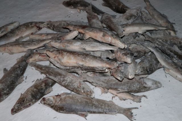 Муксун считается ценной промысловой рыбой.