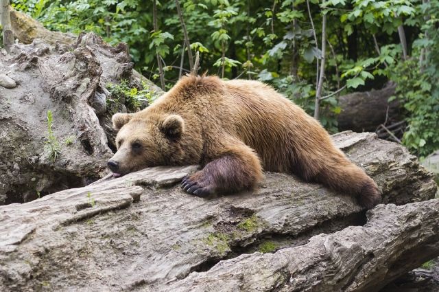 Егеря Ингушетии кормят медведей медовыми сотами