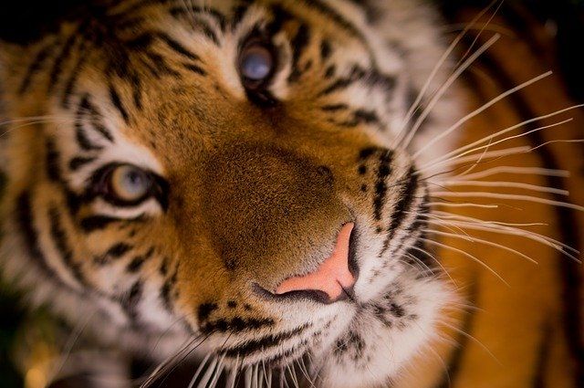 Покалеченному при краже бузулукскому тигренку Гектору и другим подопечным приюта для диких животных построят клетку за 1 млн рублей.