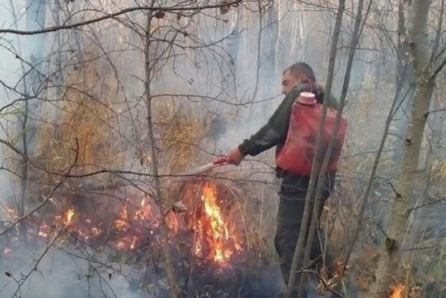 В выходные в четырех районах Ульяновской области горели леса