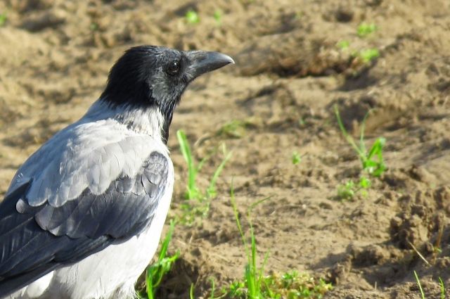 Штрафы за кормление птиц и шипы: администрация Оренбурга обратилась к людям
