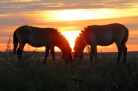 Наблюдение за лошадьми Пржевальского - одна из главных задач инспектора заповедника.