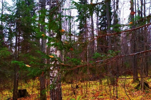 В Соликамске объявлен срочный сбор на поиски женщины, пропавшей в лесу