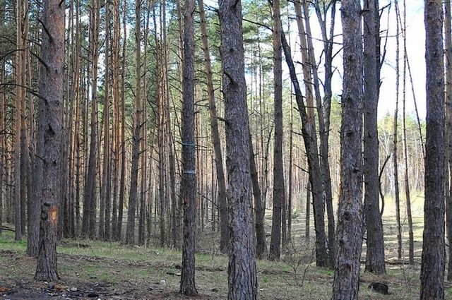 Калужанин засадил в лесу поляну коноплёй