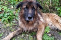 Пожилой пёс Кирюша из Коми, который стал обузой для людей, сначала был усыплён. Но проспав несколько часов, очнулся в лесу...