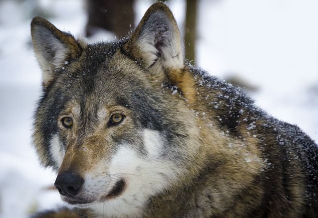 В Юсьвенском районе ночью разгуливают волки и нападают на собак