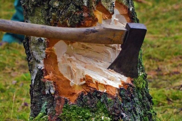 Жители Новомосковска обеспокоены вырубкой деревьев