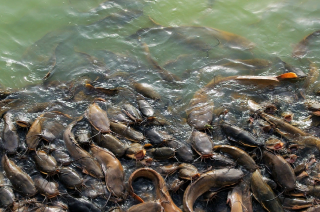 Отравление или браконьеры? В Волгограде на берегу нашли 40 мертвых сомов