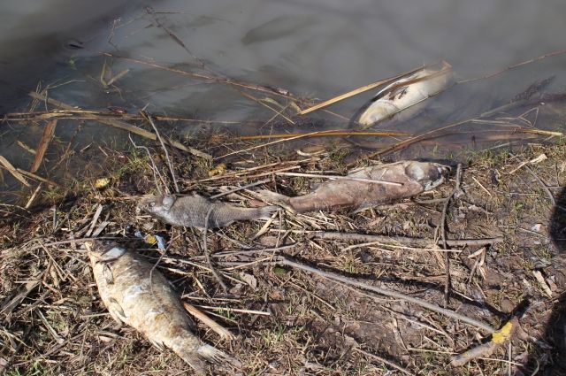 Жители Новотроицка опубликовали видео массовой гибели рыбы на озере Сазанье.