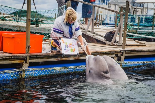 Петербургский дельфинарий закроют из-за истекшего срока аренды
