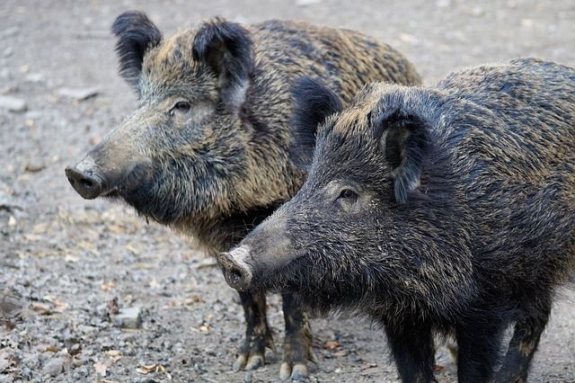 В Самарской области продолжает распространяться африканская чума свиней