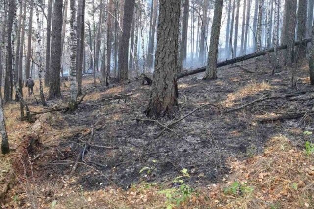 Лесной пожар в Ильменском заповеднике ликвидирован в Челябинской области