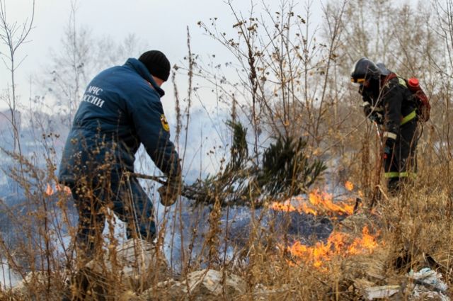 В Омской области из-за горевшей травы чуть не сгорела свиноферма