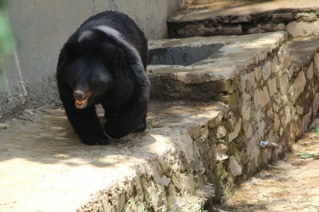 В последнее время медведи стали часто появляться в населенных пунктах региона