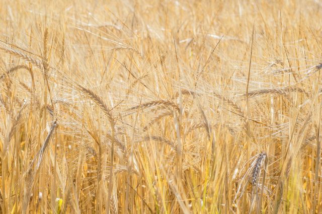 Чувашские аграрии не смогли побить рекордный урожай зерновых 1992 года