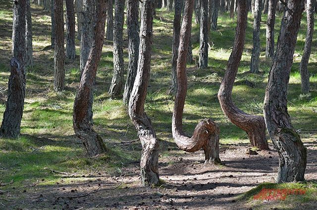 Танцующий лес в Шиловском районе может стать памятником природы