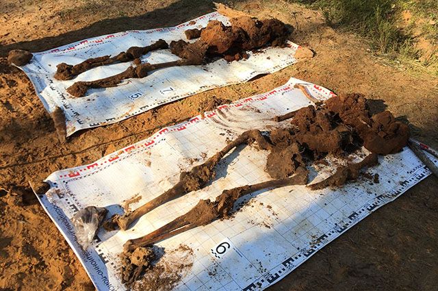 Крупное захоронение расстрелянных псковичей найдено в деревне Глоты
