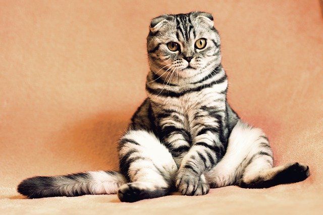 Барнаулец продает неугомонную кошку за 2,5 млн рублей