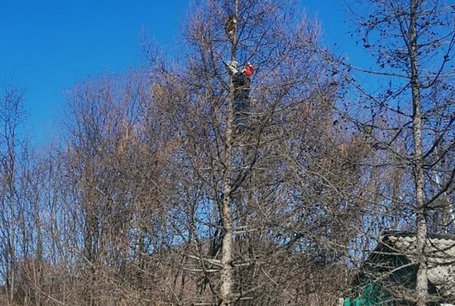 Камчатские спасатели сняли кошку, просидевшую на дереве двое суток