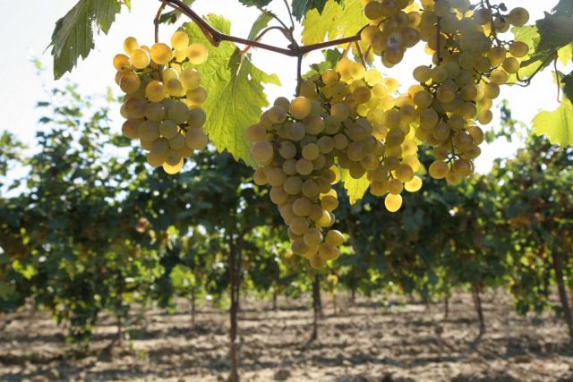 В Краснодарском крае собирают почти половину всего отечественного урожая винограда.