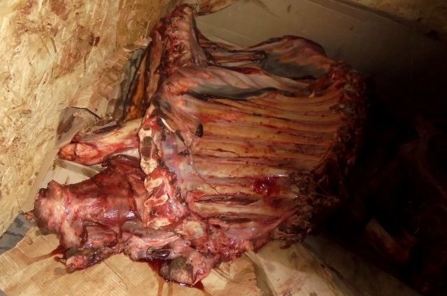 В Брянской области уничтожили около 1,6 тонны плохого мяса