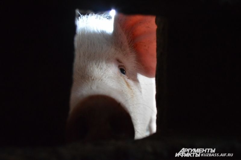 Свинину принимают по 170-180 рублей за килограмм, то есть взрослая крупная свинья может выйти максимум на 10-15 тысяч.