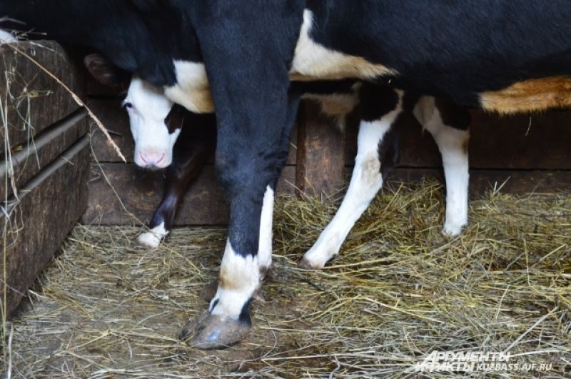 Рогатая проблема. Каждый год количество коров в Кузбассе сокращается |  СЕЛЬСКОЕ ХОЗЯЙСТВО | АиФ Кузбасс