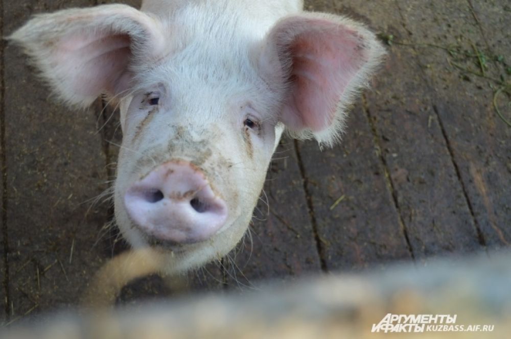 Чтобы вырастить взрослую свинью до момента сдачи на мясо, нужно полтонны комбикорма или пять тысяч рублей.
