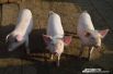 Можно продавать поросят, но свиньи часто давят или сжирают часть приплода. Также маленькие поросята постоянно болеют и быстро сдыхают.