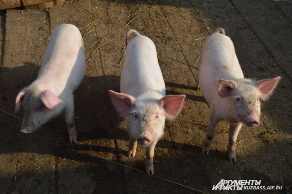 Можно продавать поросят, но свиньи часто давят или сжирают часть приплода. Также маленькие поросята постоянно болеют и быстро сдыхают.
