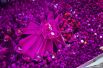 Розовый фестиваль в городе Колхапуре, штат Махараштра, Индия. Особая отметка жюри в категории «Моя планета». 