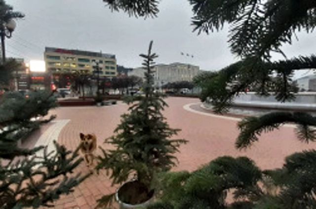 Перед Новым годом Калининград украсят пихтами