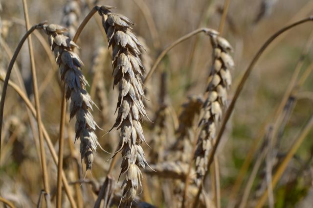 Впервые Псковская область отправляет пшеницу на экспорт