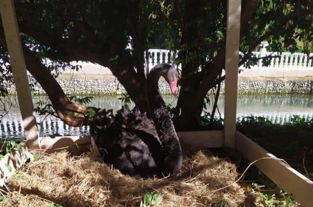 Пара черных лебедей в парке «Южные культуры» ждет пополнения