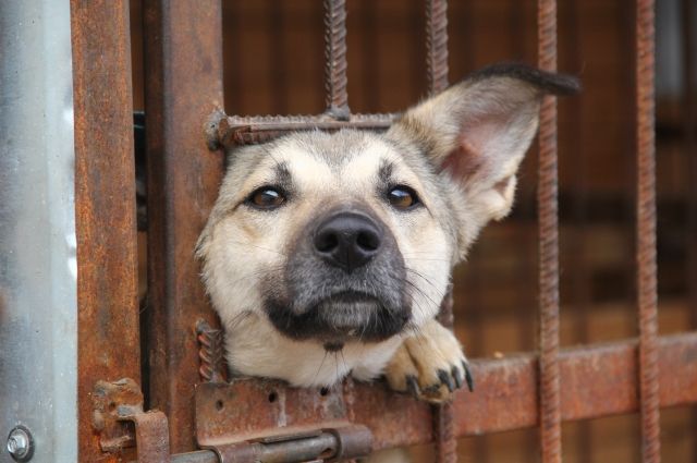 Битва против собак. Жалоб на агрессивные стаи в Омске становится всё больше