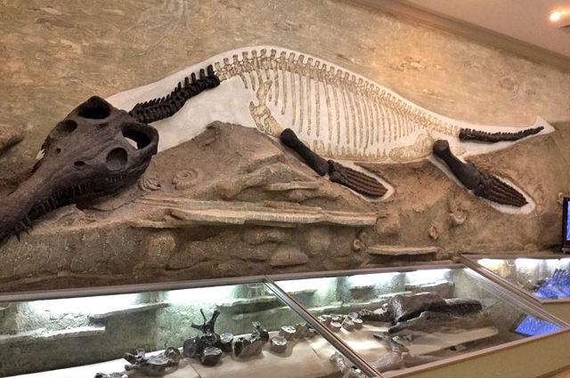 скелет ихтиозавра, архив