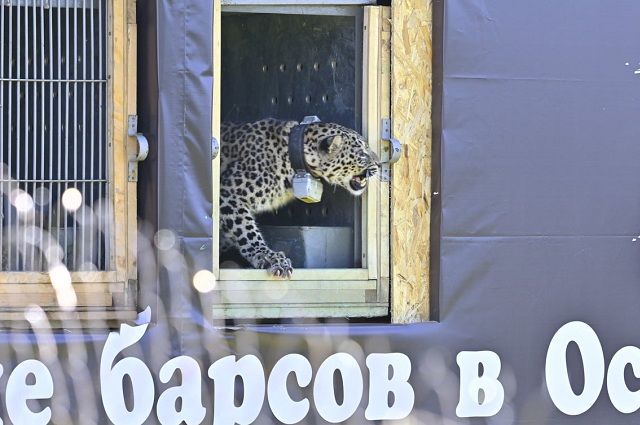Прокуратура Ингушетии требует закрыть сайты, торгующие редкими животными