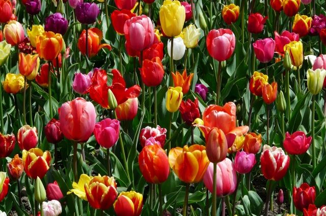 Петербургские садовники украсили площадь А. Невского тысячами тюльпанов