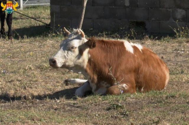 В Махачкале владелец бродячей коровы оштрафован на 22 тыс. рублей