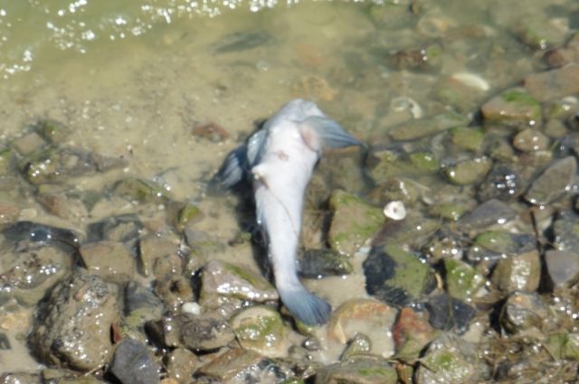 «Нужно вызывать экспертов» — массовый мор рыбы в Приморье попал на видео