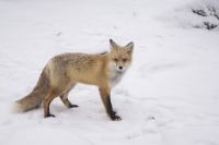 Жители Ноябрьска второй день подряд встречают лисиц