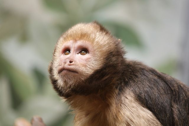 В Челябинском зоопарке закрыли зал с приматами, чтобы уберечь их от ковида