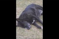 Тюменцы выясняют, почему на детской площадке умерла собака