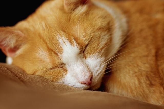 Десятки кошек в Тюмени могут потерять зрение из-за вирусной инфекции