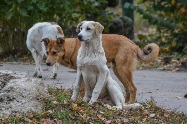 Неизвестные живодёры обстреляли владимирский собачий приют «Единство»