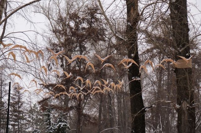 Арт-объект состоит из 60 деревянных птиц, закрепленных на специальном тросе.