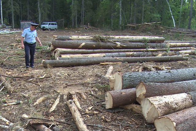 В Хабаровском крае уменьшилось количество незаконных рубок леса