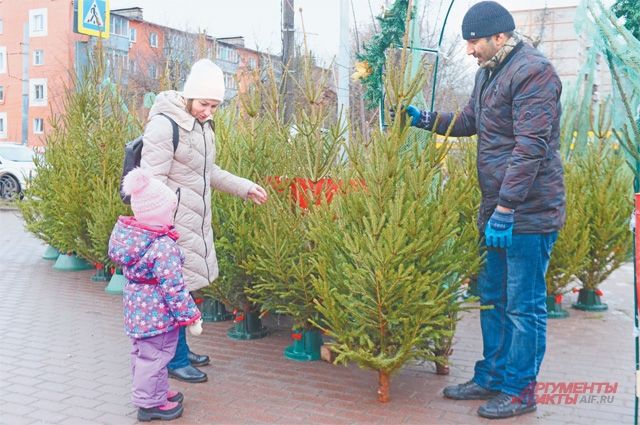 1 декабря в Новосибирске откроются елочные базары. Сейчас предприниматели города заключили с мэрией 30 договоров на размещение площадок для торговли новогодними деревьями. 