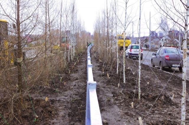 200 деревьев и 500 метров газонов: в Казани продолжается строительство БКК